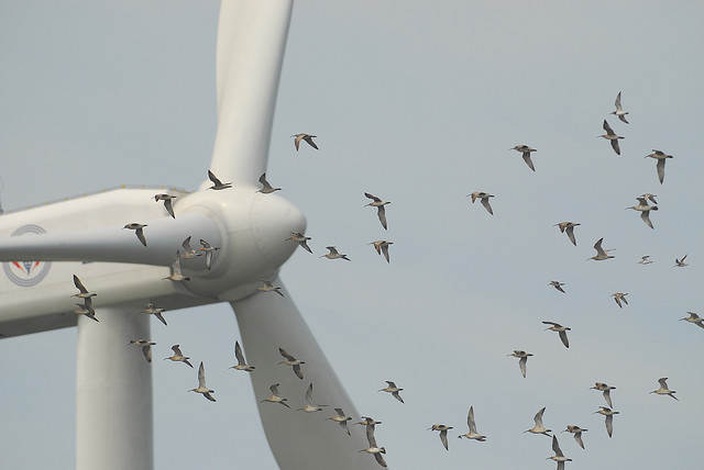 wind-turbine-and-birds-changhua-coast-cons-act